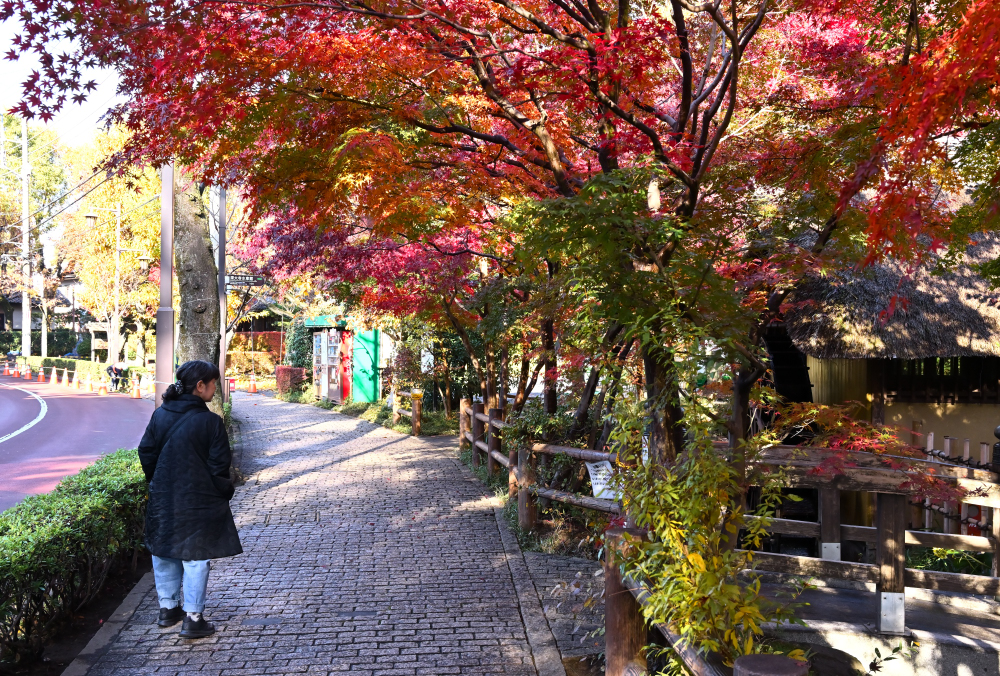 紅葉を見る 秋子さん