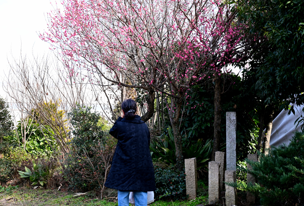 桜の木を見上げる 秋子さん